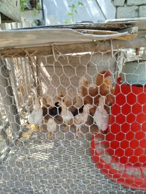 Продаются домашние цыплята,цветные, от обычных домашних кур,