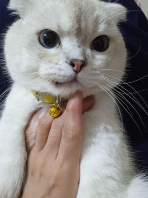 продоется скотиш фолд