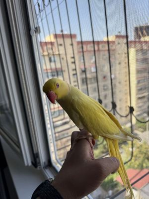 Продаю ручного ожерелового попугая