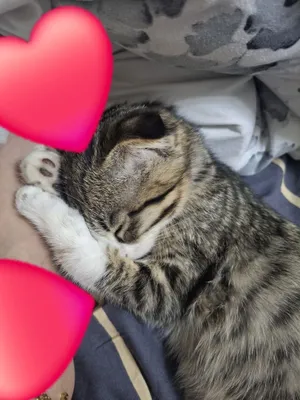 Продаётся котёнок красивый вислоушка