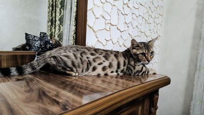 bengal, amerikansky skotch, shinshila