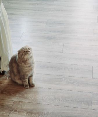 Noyob rangli, toza zotli Scottish fold mushugi sotuvda!
