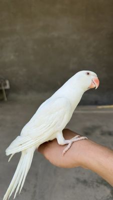 Ручной ок ожирела