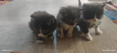 Продаются котята