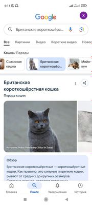 Кошка прадаю срочно