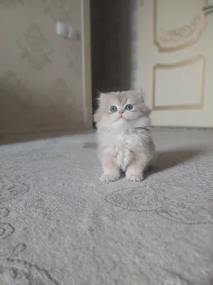 Золотая шиншила.