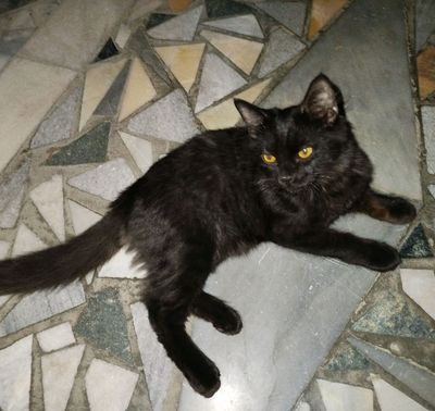 Домашний котёнок/Uy mushukcha