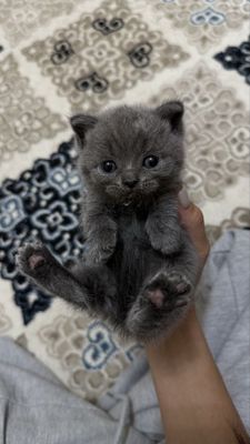 Шотланский котята