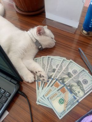 Mushukcha