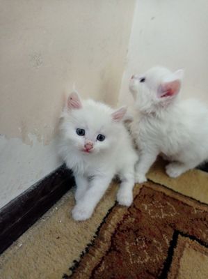 Mushuk bolasi oq