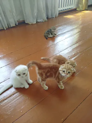 котёнки очень милые