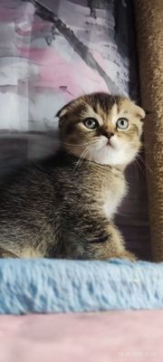 Котята скотиш фолд