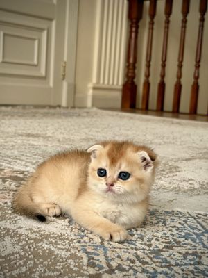 Продаются котята шиншиллы — серебристые и золотистые!