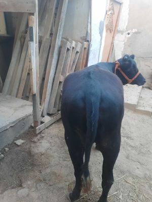 Kotta semiz g'o'najin sotiladi