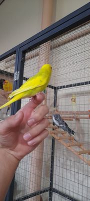 Попугай валнистый ручной
