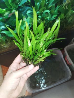 akvariumni rastenie