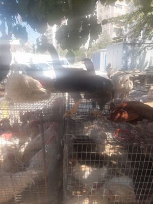 Xoroz tovuq lar yunusobod dexqon bozorida valiantla kop