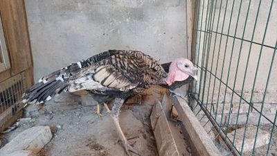 Индюк Курка сотилади