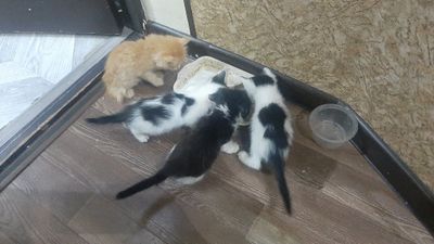 Котятки милые, игривые