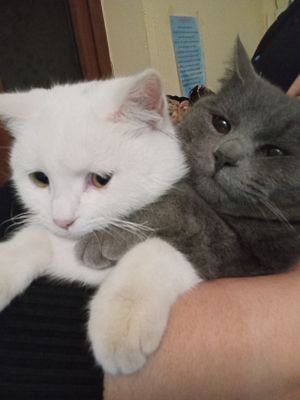 Zoti toza juda aqili