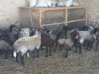 Qo'ylar sotiladi