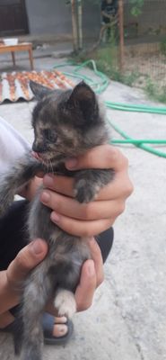 Отдам даром кошки