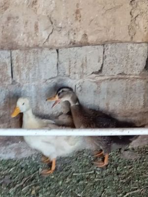 O'rdak 2 oyli sotiladi