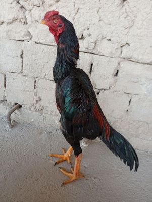 Dakan juja sotiladi