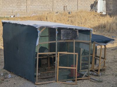 Курицы и цыплята.