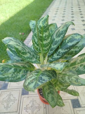 Aglonema - Jungle Silver.