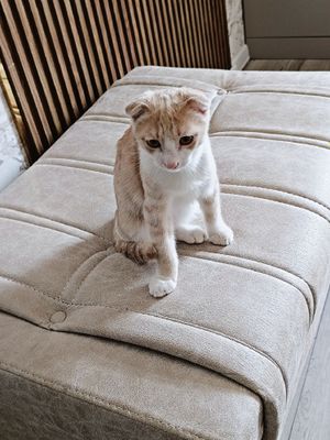 Кошка Скоттиш фолд британский