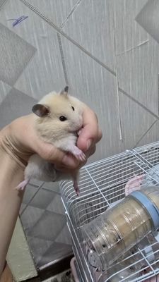 Хомяк мальчик рыжий