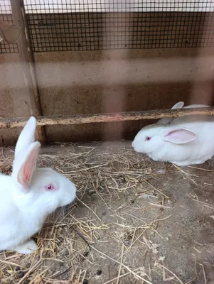 2 ta samka 2 ta sames hikol para.