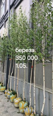 береза дарахт сотилвотти