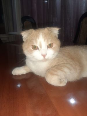 Продается кот красавчик
