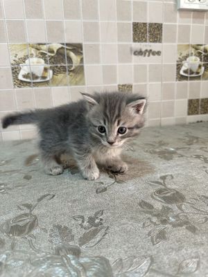 Мушукчалар сотилади. Котёнки продаются