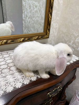 карликовые кролик пара