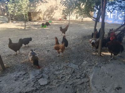 Tovuqlar Ğoz Induklar sotiladi