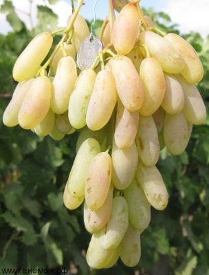 Продам виноград в большом количестве