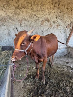 Buqa Sotiladi Buxoro 16 mln