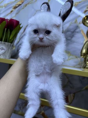 Скотч шот шиншилла