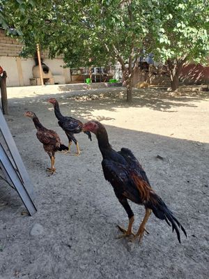 Dakan jojalar sotladi
