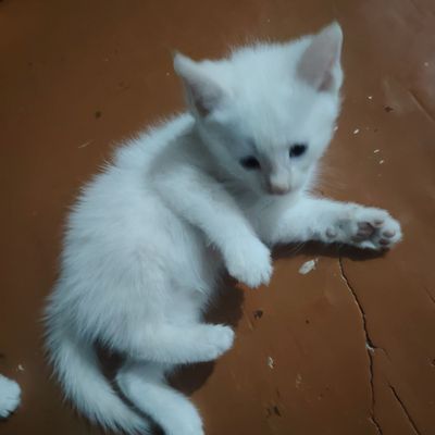 Кошки продаются.200000сум