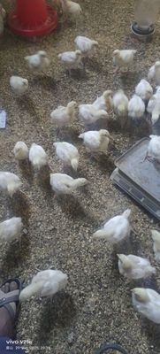 Broller jujalari bor 2 haftalik