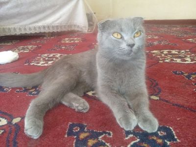 Пародия ТОЗА кот женщина