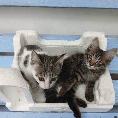 Отдам котят ofldleowppw