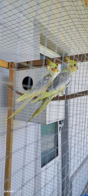 Karella qushlari nar va moda 1 yosh tuxumga kirgan