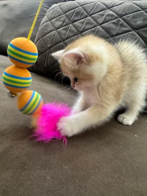 mushuk bolalari sotiladi