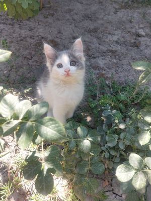 Отдам в хорошие руки