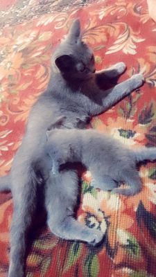 скотиш страйт . zotli srochna sotiladi
